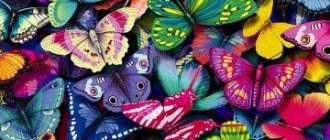 colored butterflies