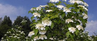 flowering viburnum tree