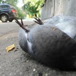 dead black pigeon