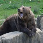 Photo of a yawning bear