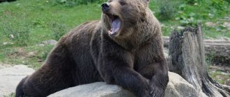 Photo of a yawning bear