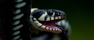 Big-eyed snake