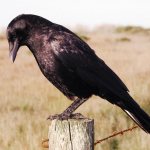 Sad crow