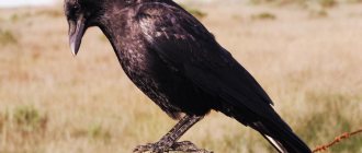 Sad crow