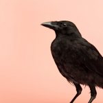 Why can a black raven dream?