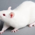 К чему снится белая крыса: толкование по различным сонникам