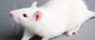 Why do you dream of a white rat: interpretation from various dream books