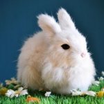 Why does a white rabbit dream: a woman, a girl, a pregnant woman, a man - interpretation according to different dream books