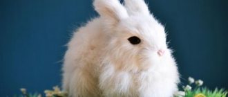 Why does a white rabbit dream: a woman, a girl, a pregnant woman, a man - interpretation according to different dream books