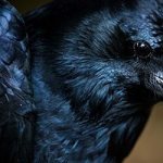 why do you dream of a black bird