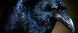 why do you dream of a black bird
