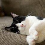 Why do you dream about a black and white cat?