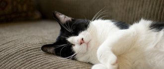 Why do you dream about a black and white cat?