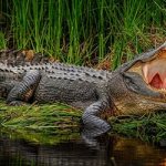 Why do you dream that a crocodile bites?