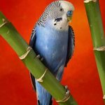 Why do you dream about a small budgie?