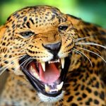 Why do you dream of a jaguar attack?