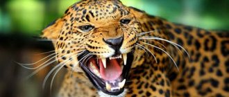 Why do you dream of a jaguar attack?