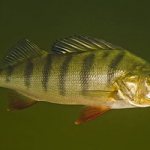 Why do you dream about perch in the river?