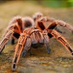 К чему снится паук большой и маленький, плетет паутину, укусил, ползет на вас – толкование по разным сонникам