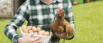 Why do you dream about collecting chicken eggs?