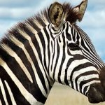 why do you dream of a zebra