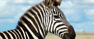 why do you dream of a zebra