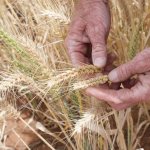 к чему снится зерно пшеницы