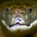 К чему снится желтая змея: подробное толкование по сонникам