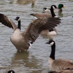 Why do you dream about geese?