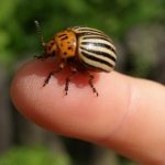 Why do Colorado beetles dream: a woman, a man, a girl, a child - interpretation from dream books
