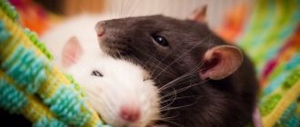 Why do women dream about mice?