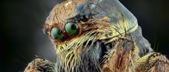 Why do spiders dream: detailed interpretations