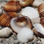 Why do you dream about shells?