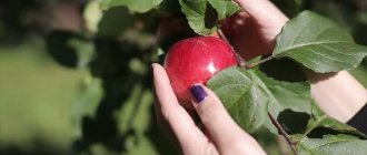 Why do women, girls, and men dream of apples: red, green, yellow?