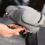кормить голубей с рук