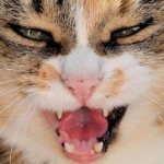 Кошка кусает во сне: к чему это снится женщине, девушке, беременной, мужчине – значение по сонникам