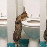 Cat and toilet