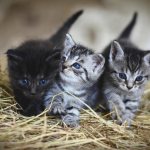 Kittens in the hay