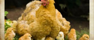 курица с цыплятами