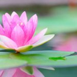 what do water lilies mean in dreams?