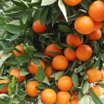 tangerines on a branch