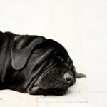 Мертвый пес черного окраса