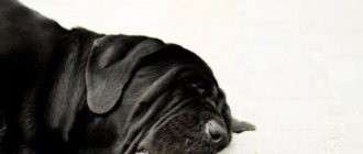 Мертвый пес черного окраса