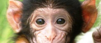 обезьяна сонник
