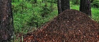 huge anthill in the forest