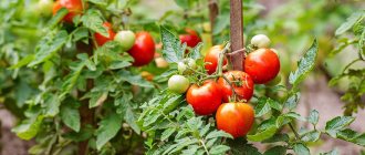 tomato bush