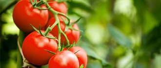 Tomatoes on branches