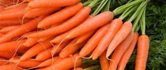 пучки моркови