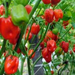 SlavicNews.ru - Why do you dream about bell peppers: the meaning and interpretation of the dream - all the secrets of dreams on our website