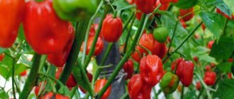 SlavicNews.ru - Why do you dream about bell peppers: the meaning and interpretation of the dream - all the secrets of dreams on our website